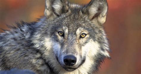 Animal welfare advocates file lawsuit challenging Wisconsin’s new wolf management plan